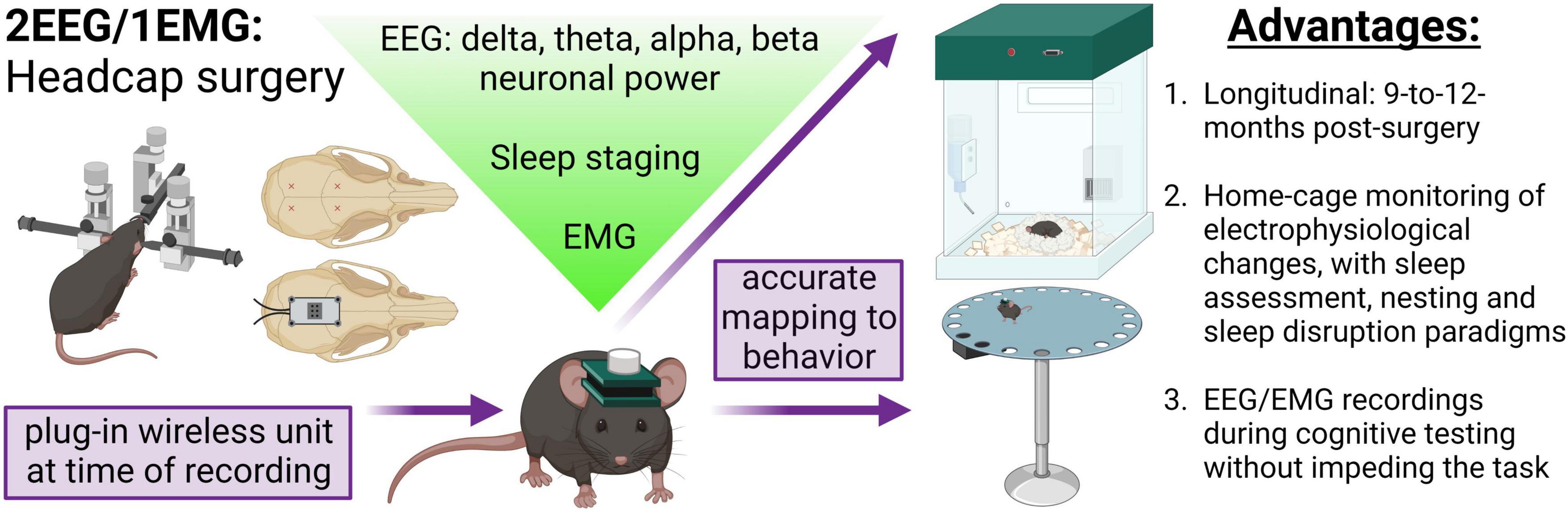 Concurrent behavioral and electrophysiological longitudinal recordings for in vivo assessment of aging